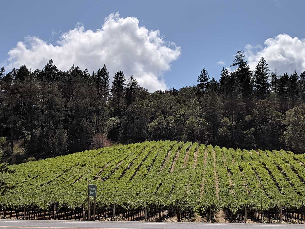 Napa Valley in summer 2020